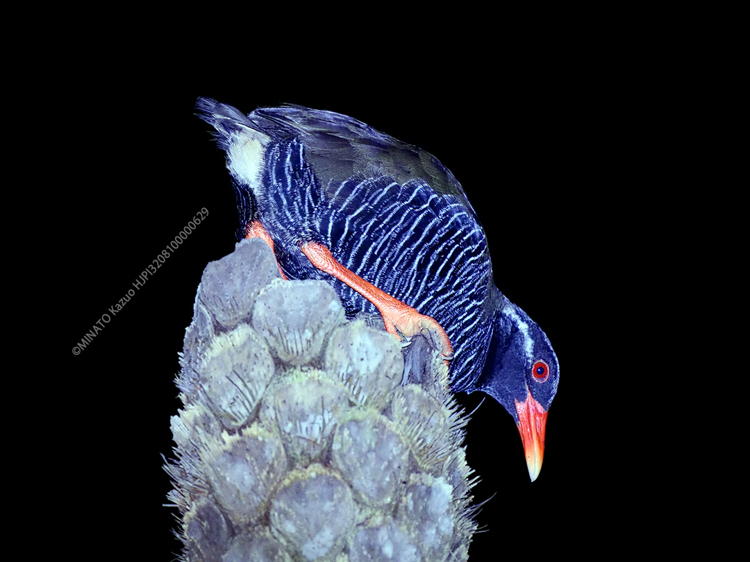 ヤンバルクイナ