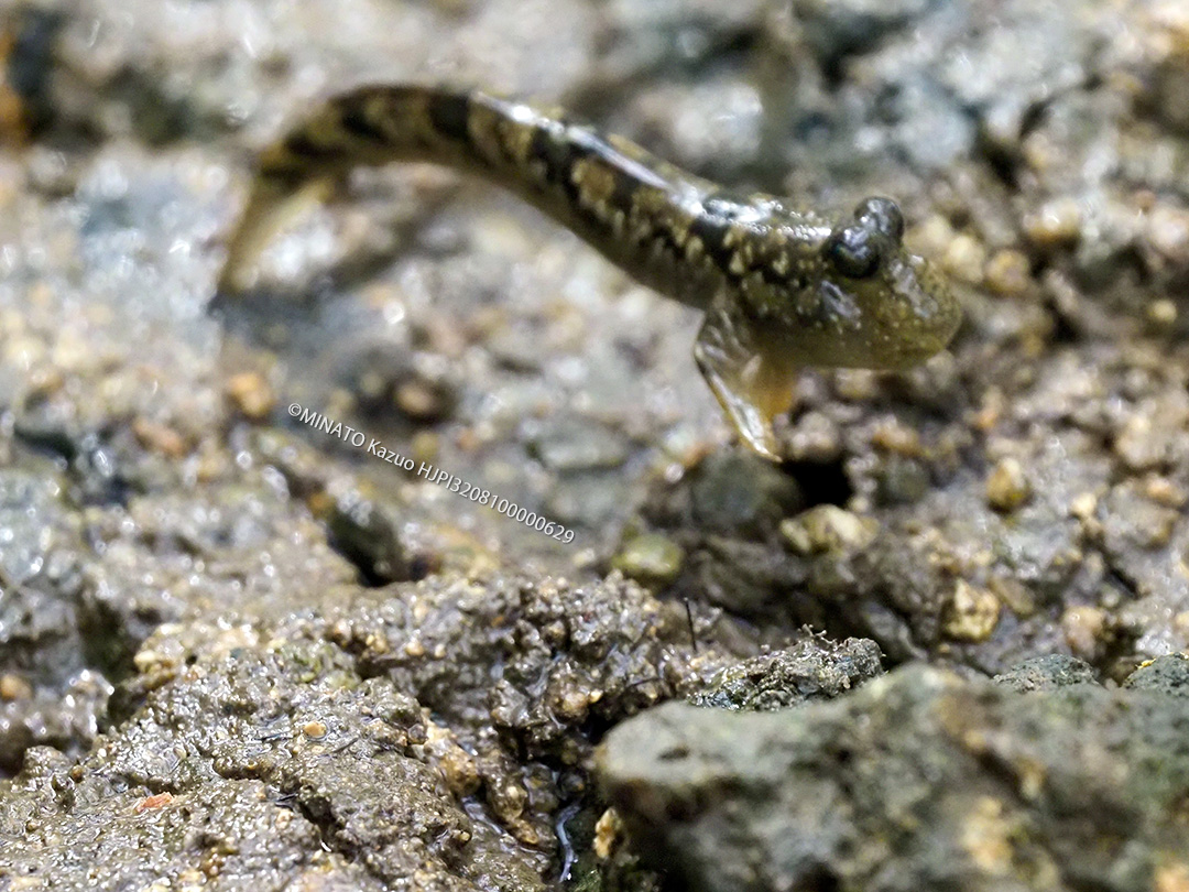 ミナミトビハゼ