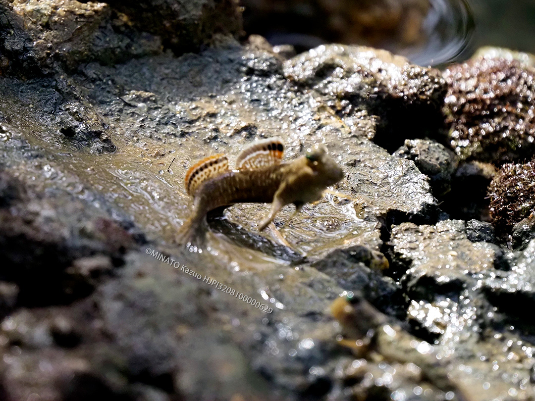ミナミトビハゼ
