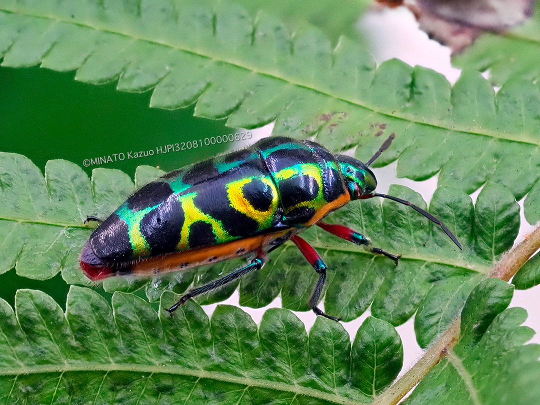 ラデンキンカメムシ