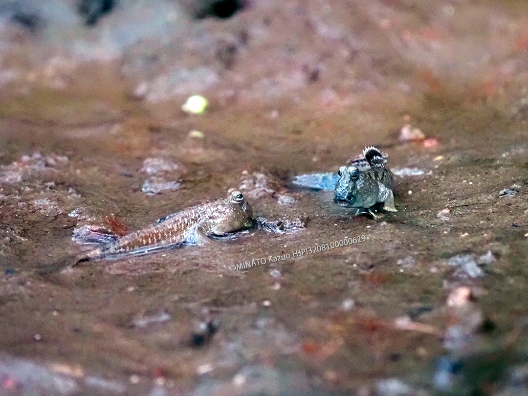 ミナミトビハゼ