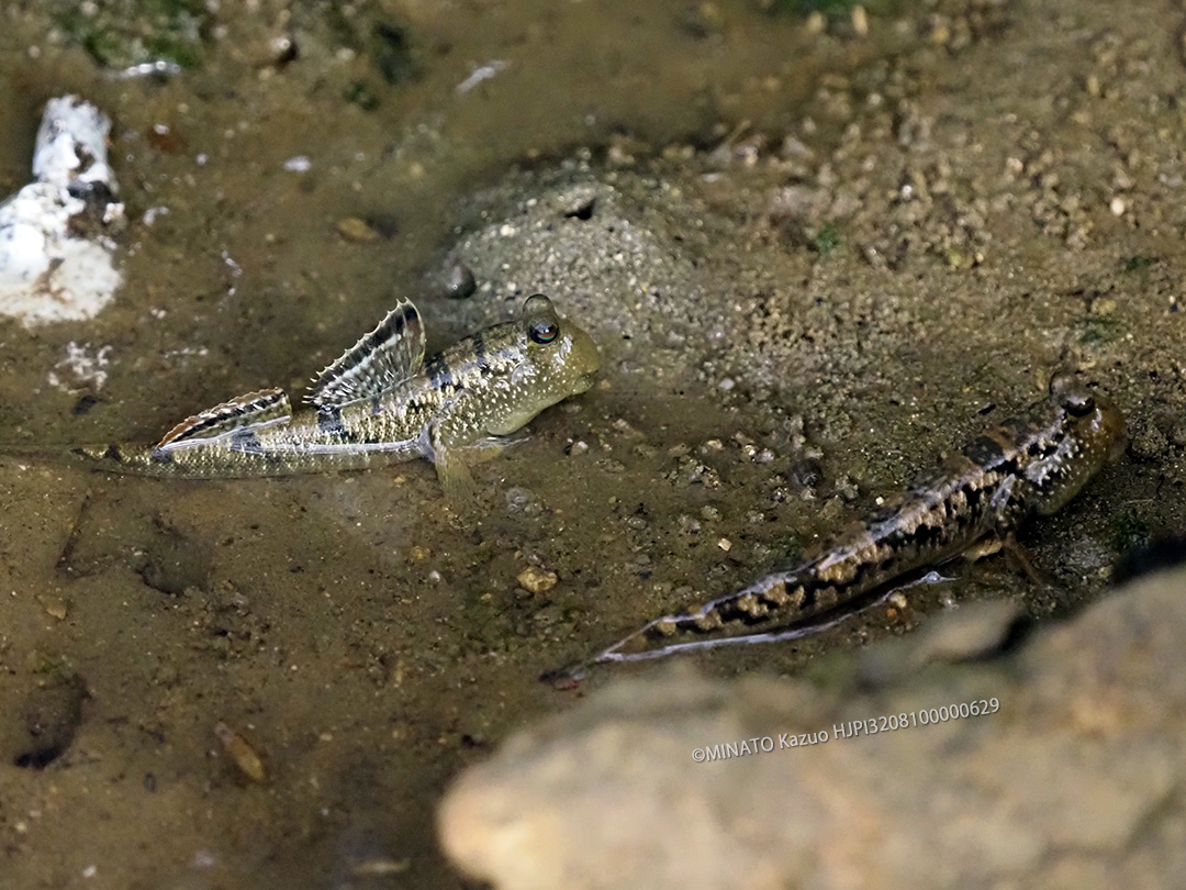 ミナミトビハゼ