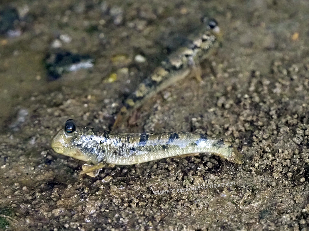 ミナミトビハゼ