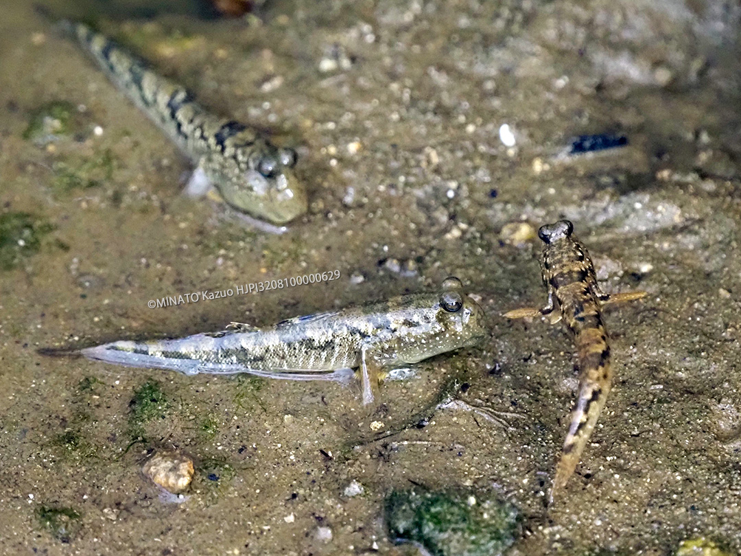 ミナミトビハゼ