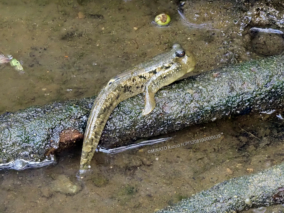 ミナミトビハゼ
