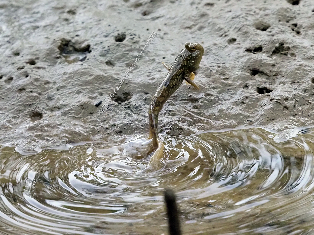 ミナミトビハゼ