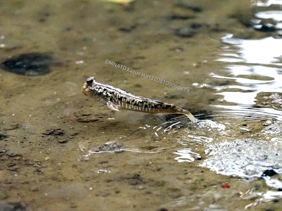 ミナミトビハゼ