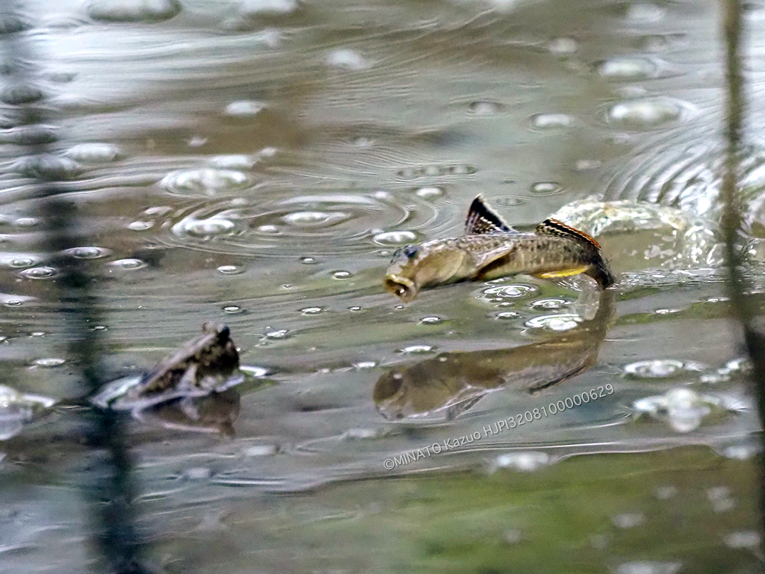 ミナミトビハゼ