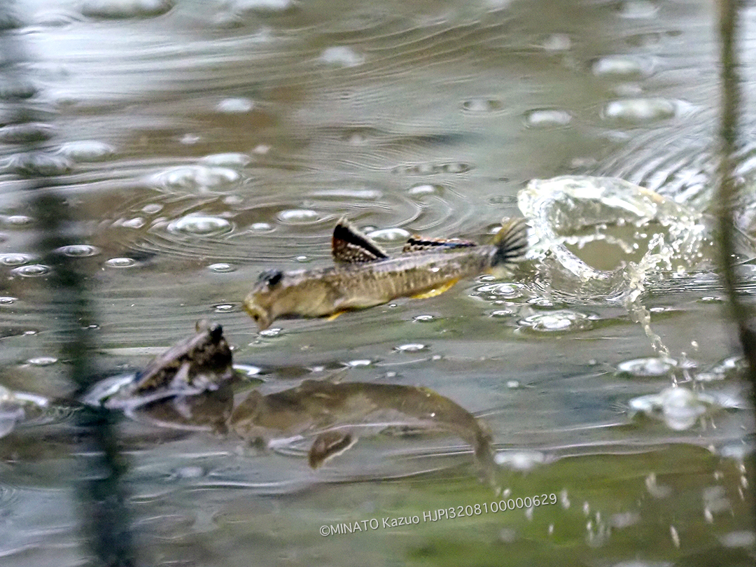 ミナミトビハゼ