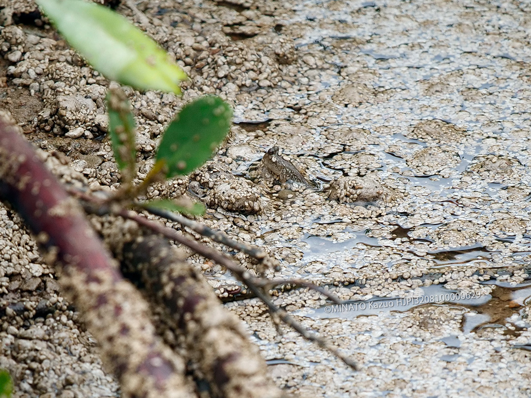 ミナミトビハゼ