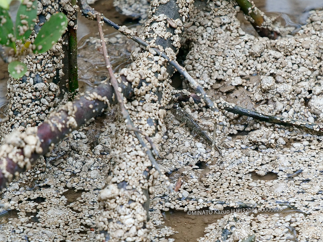 ミナミトビハゼ