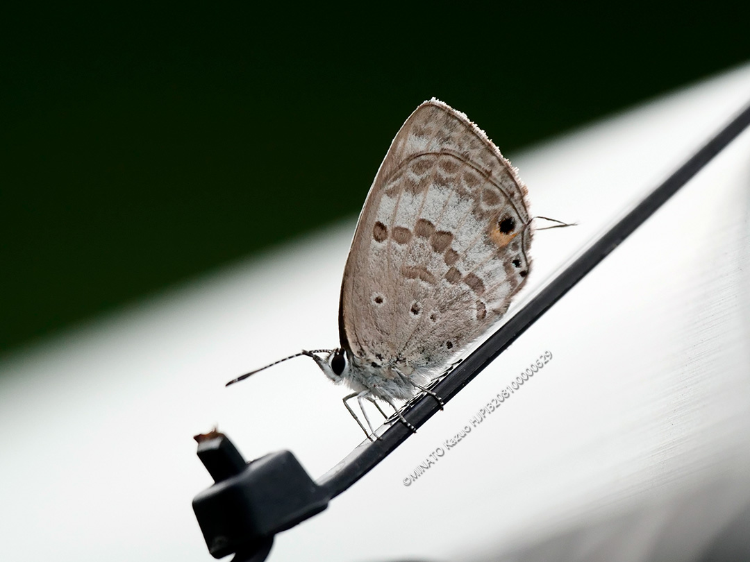 クロマダラソテツシジミ