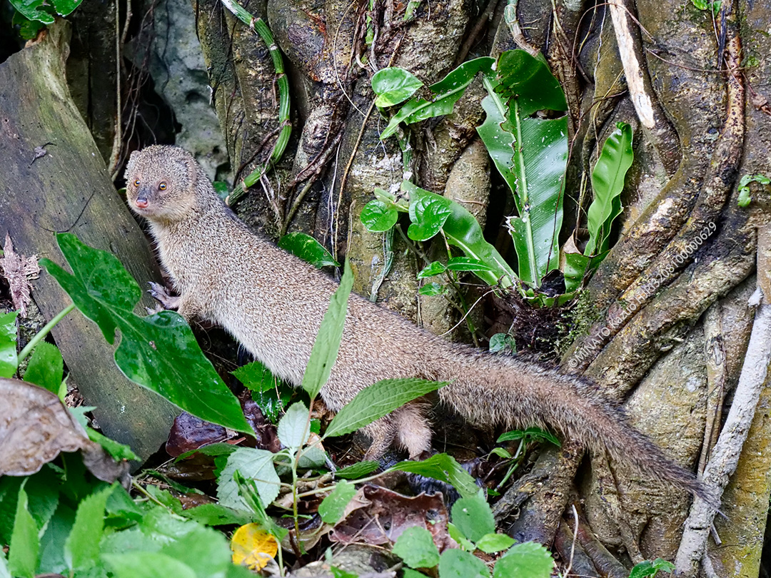 フイリマングース