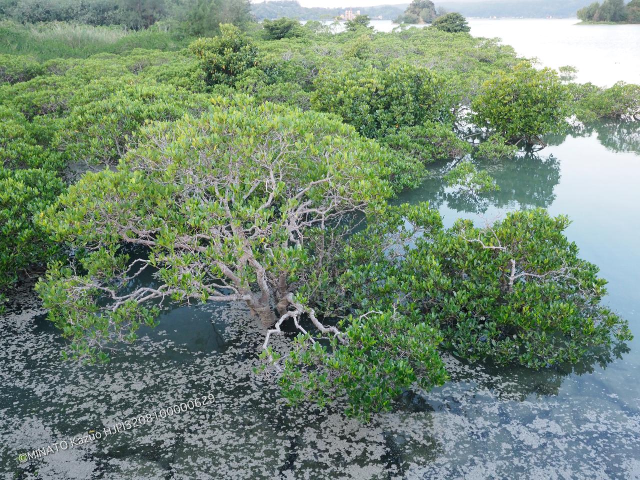 軽石漂着（12時間後）