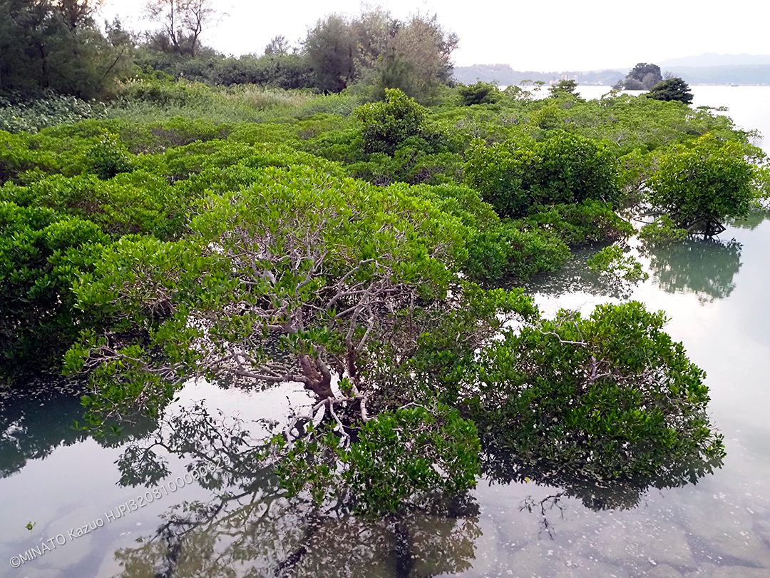 軽石漂着（24時間後）