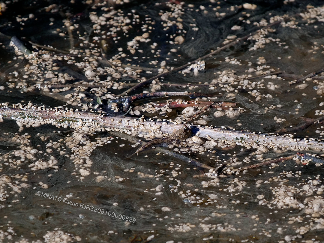 ミナミトビハゼ