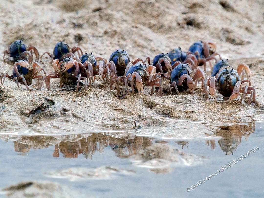 ミナミコメツキガニ