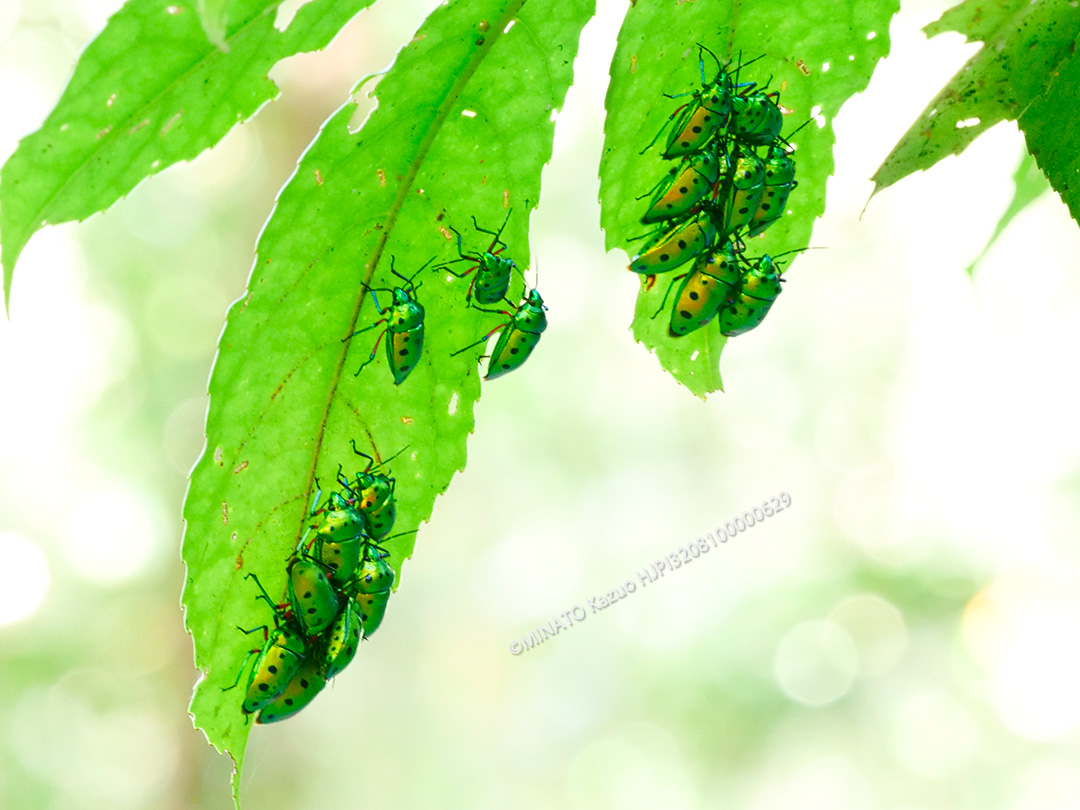 ナナホシキンカメムシ