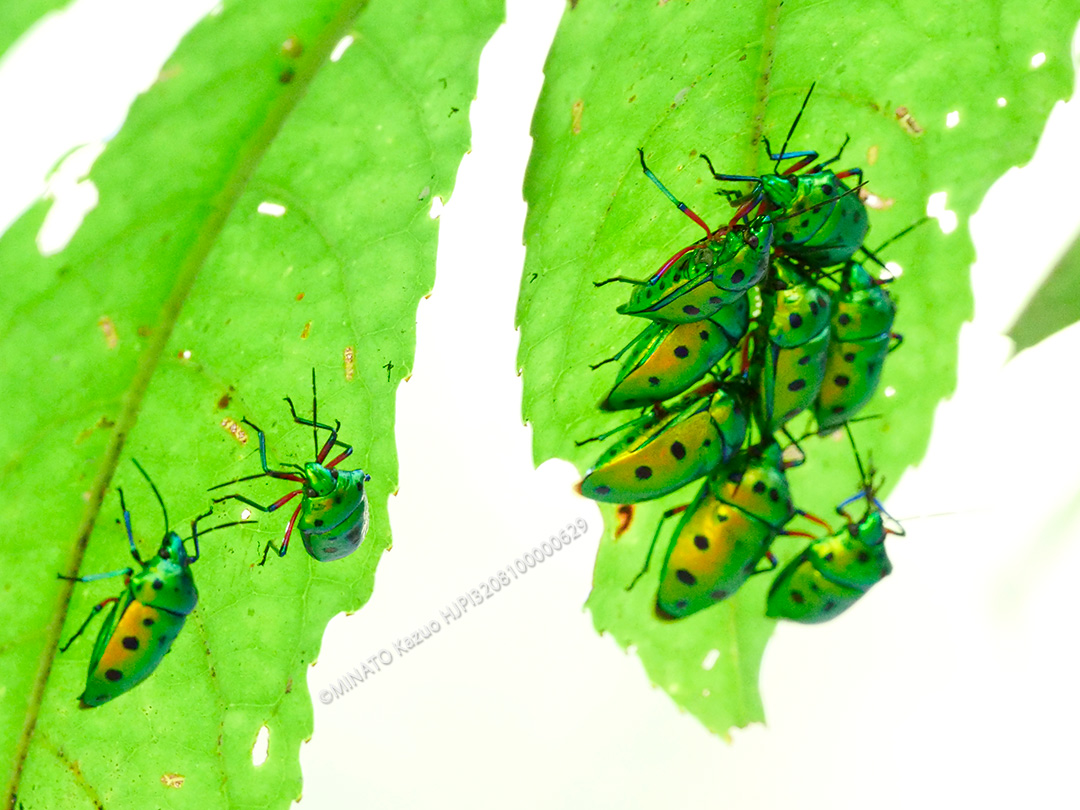 ナナホシキンカメムシ