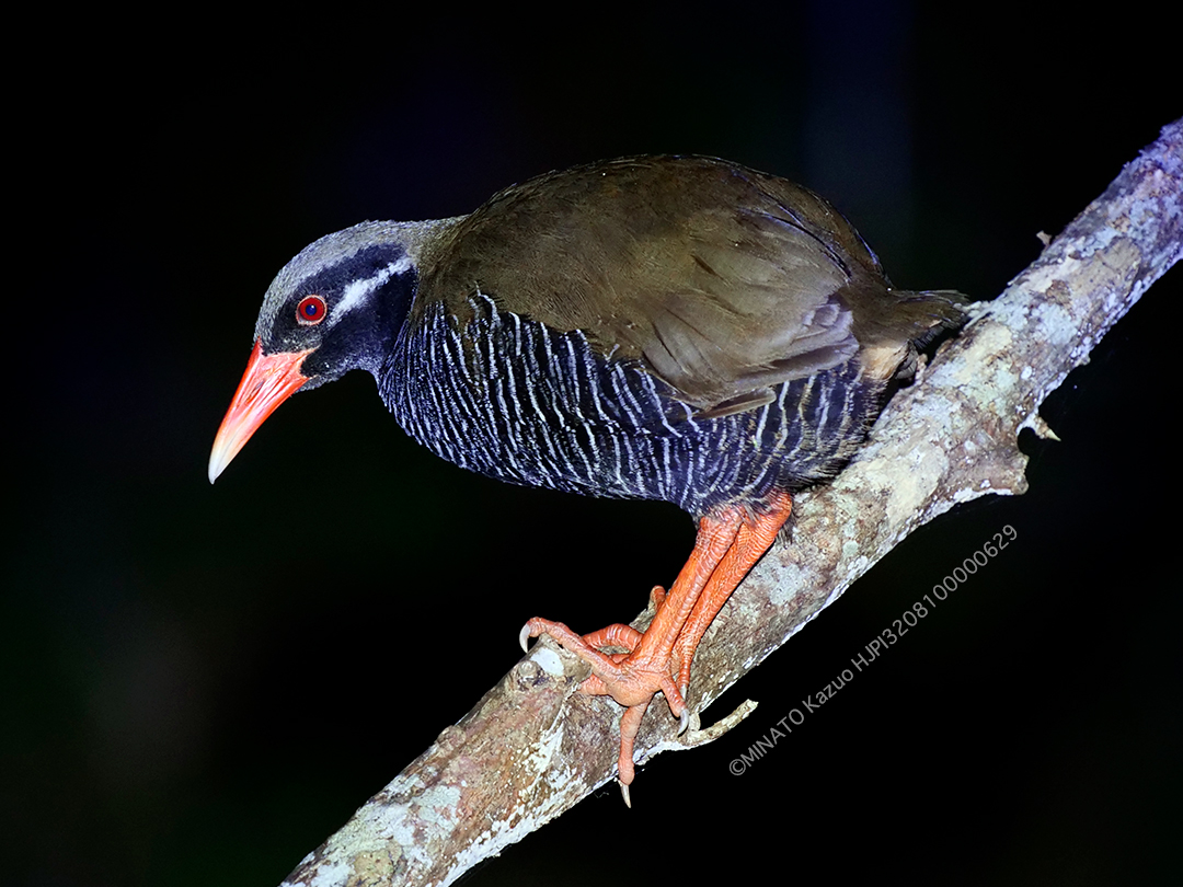 ヤンバルクイナ