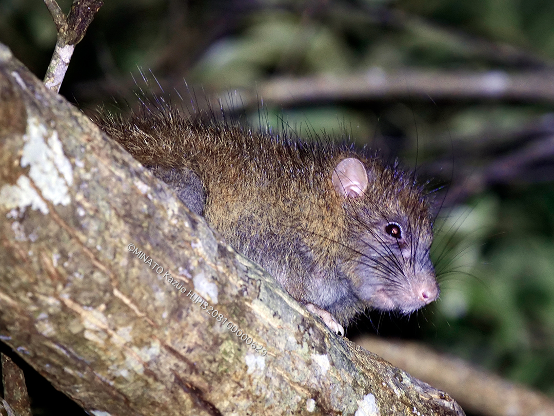 ケナガネズミ