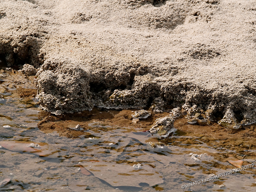 軽石とマングローブ林