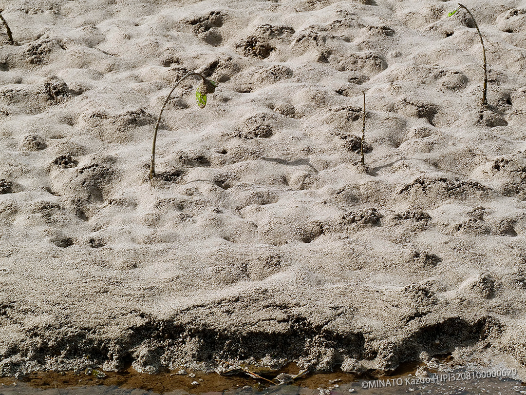 軽石とマングローブ林