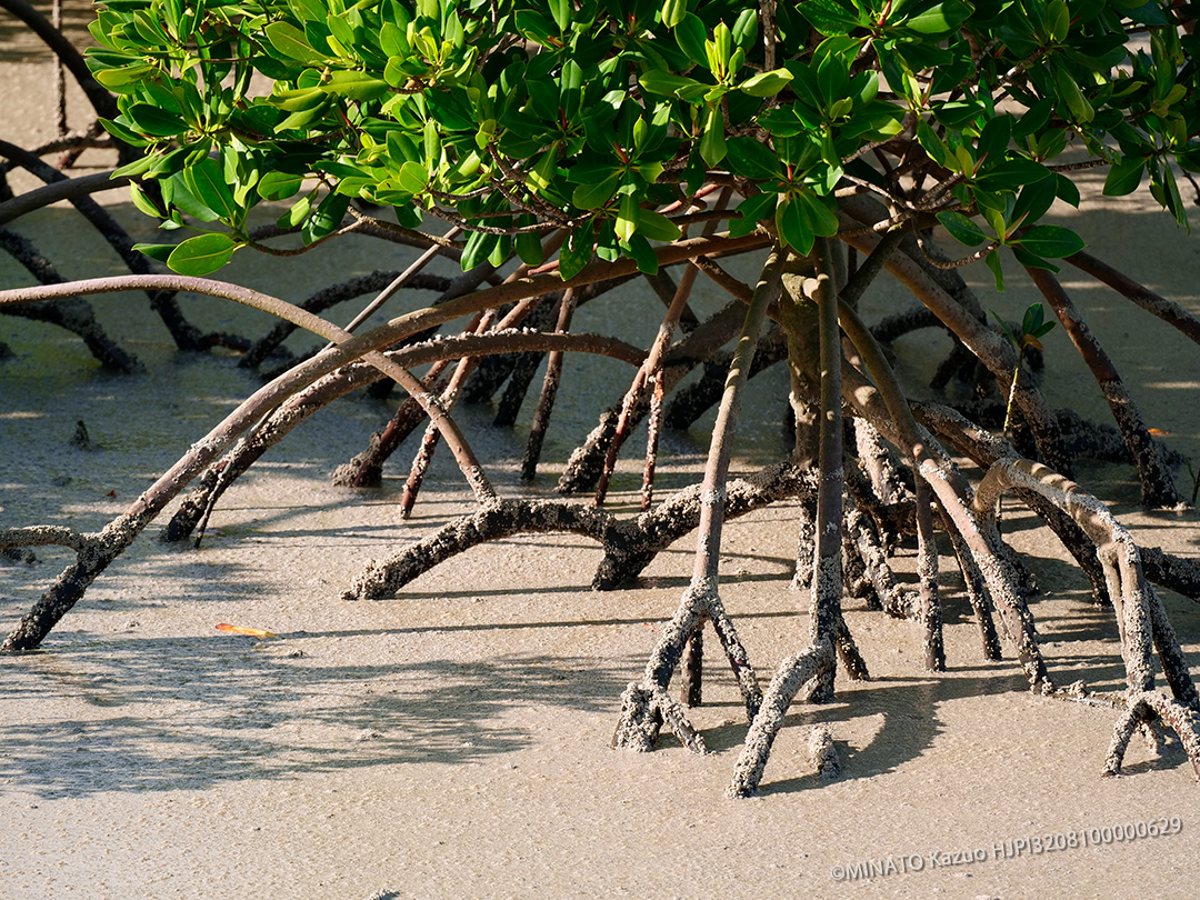 ヤエヤマヒルギと軽石