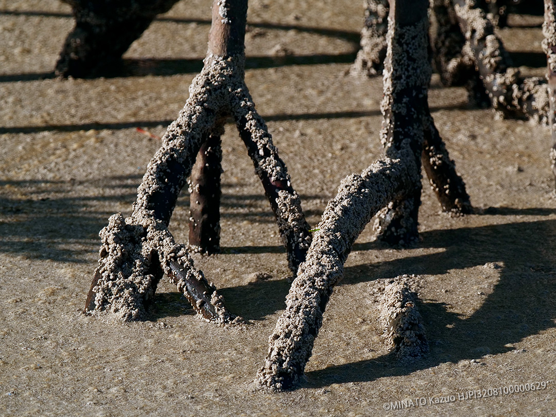 ヤエヤマヒルギと軽石