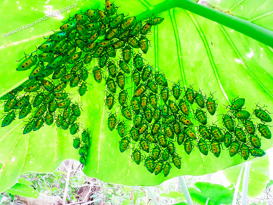 ナナホシキンカメムシ