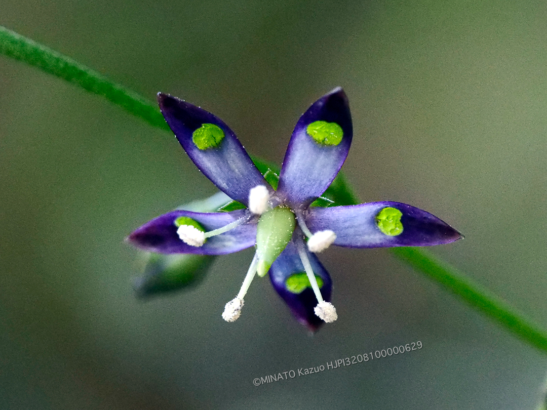 ヘツカリンドウ