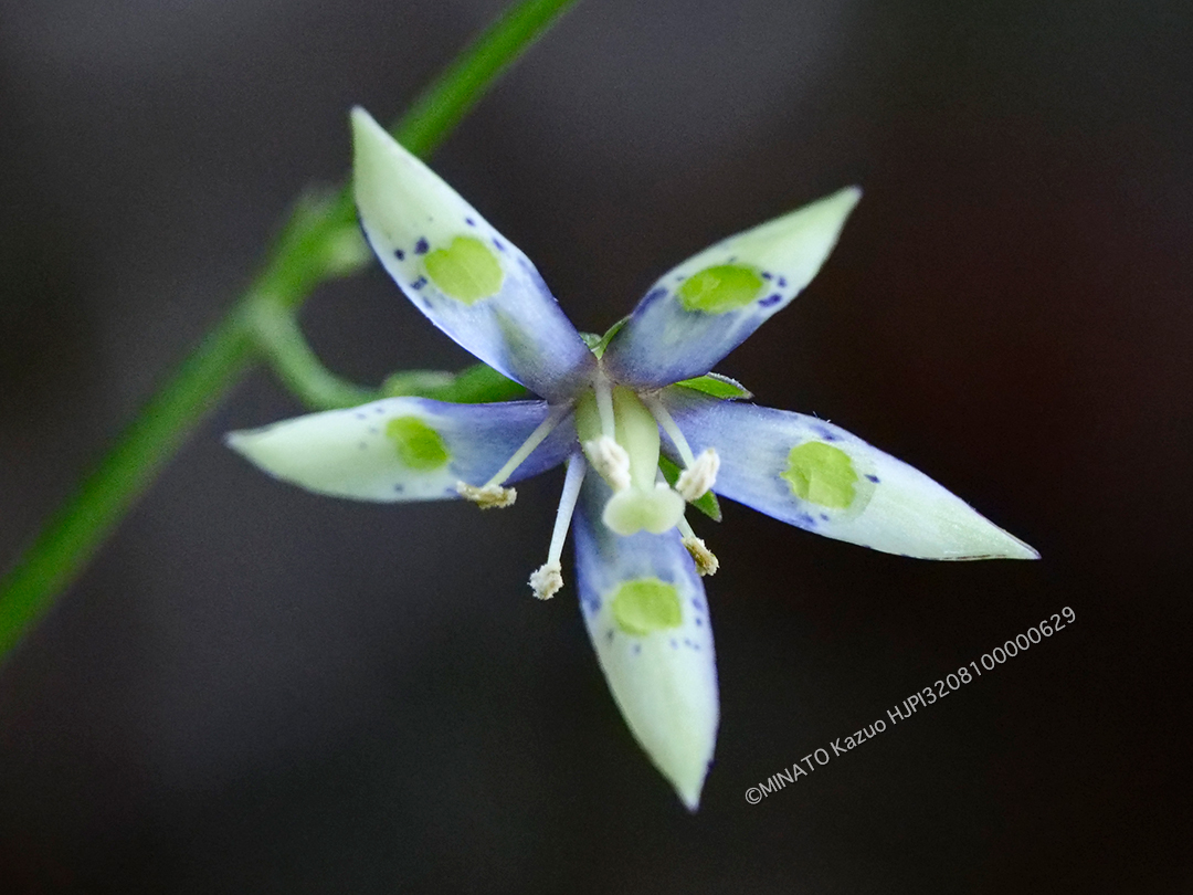 ヘツカリンドウ