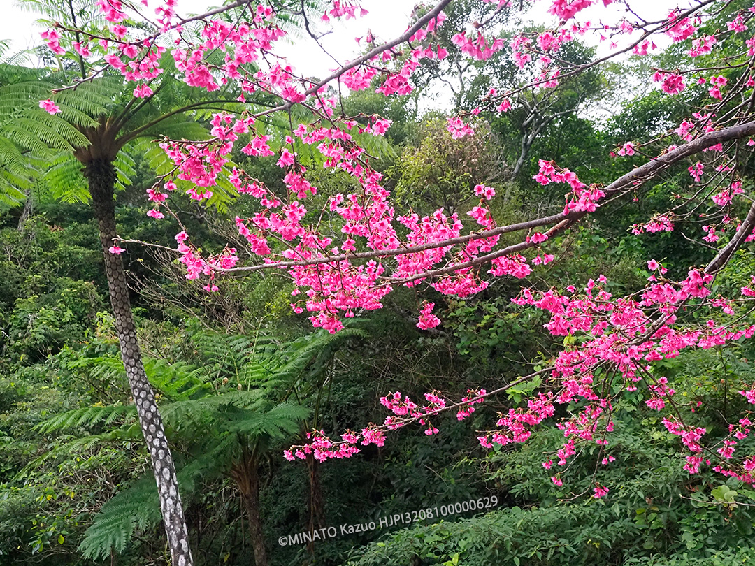 カンヒザクラとヒカゲヘゴ