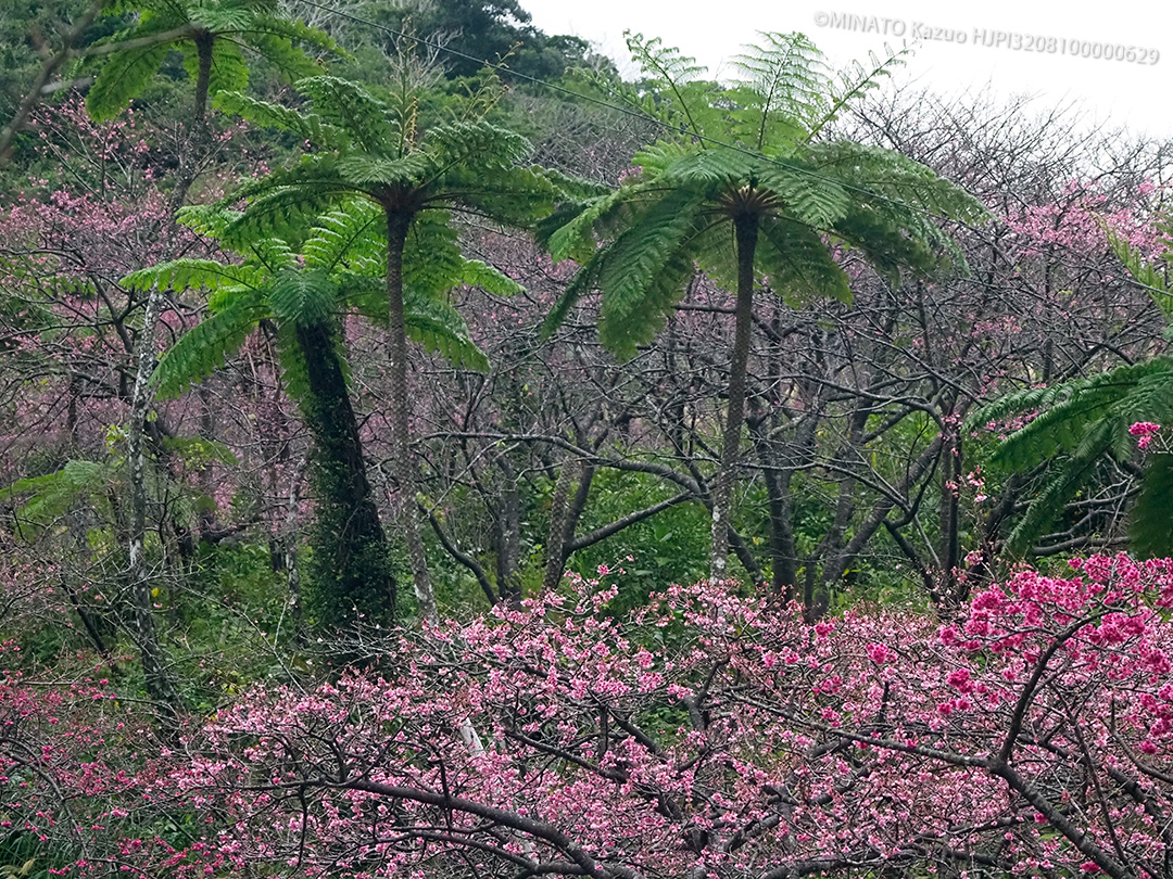 カンヒザクラとヒカゲヘゴ