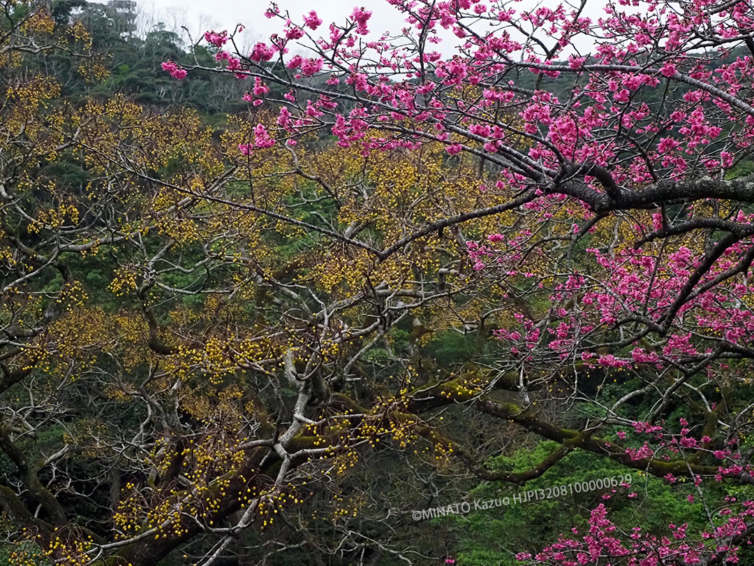 カンヒザクラとセンダンの実
