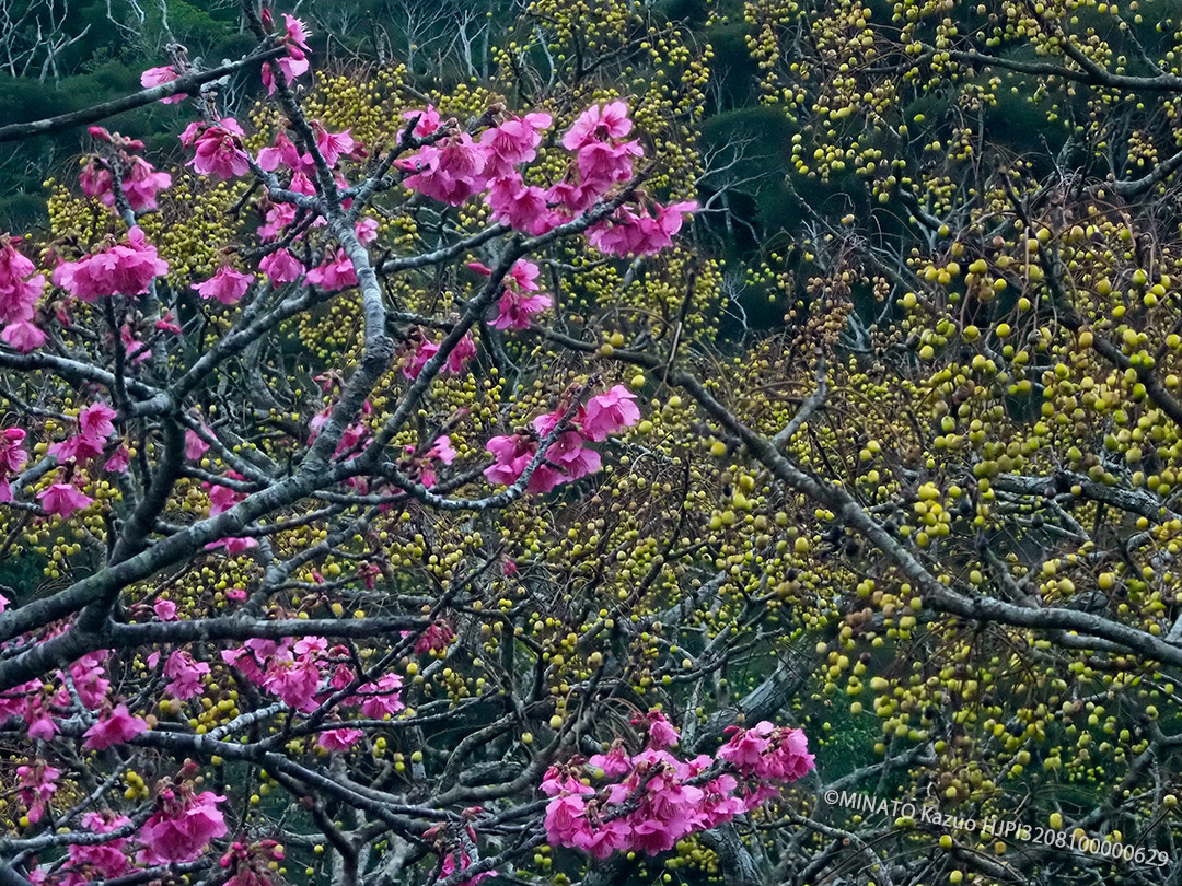 カンヒザクラとセンダンの実