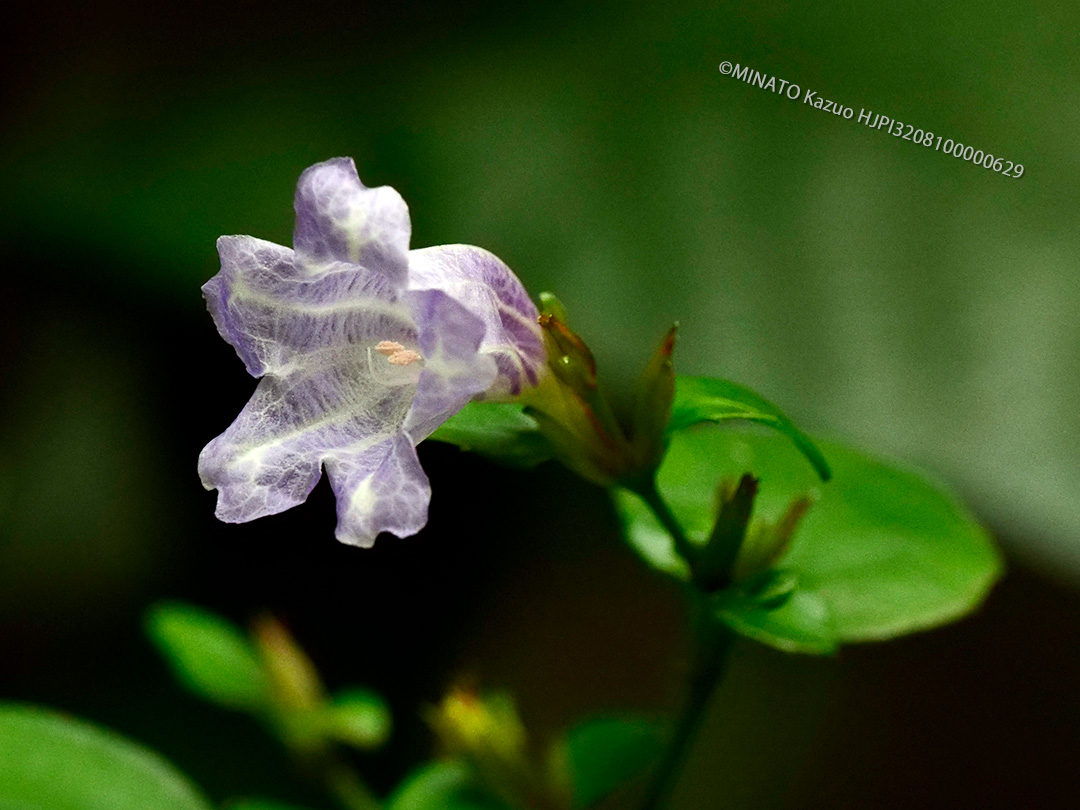 セイタカスズムシソウ