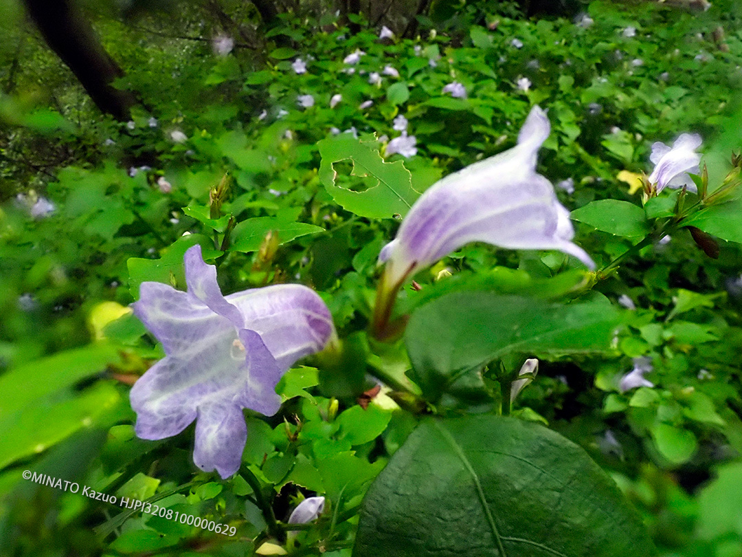 セイタカスズムシソウ