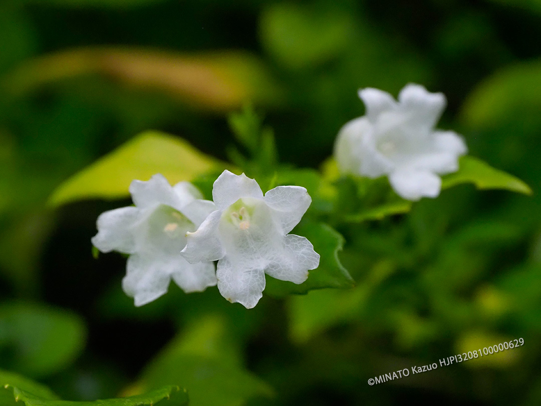 セイタカスズムシソウ