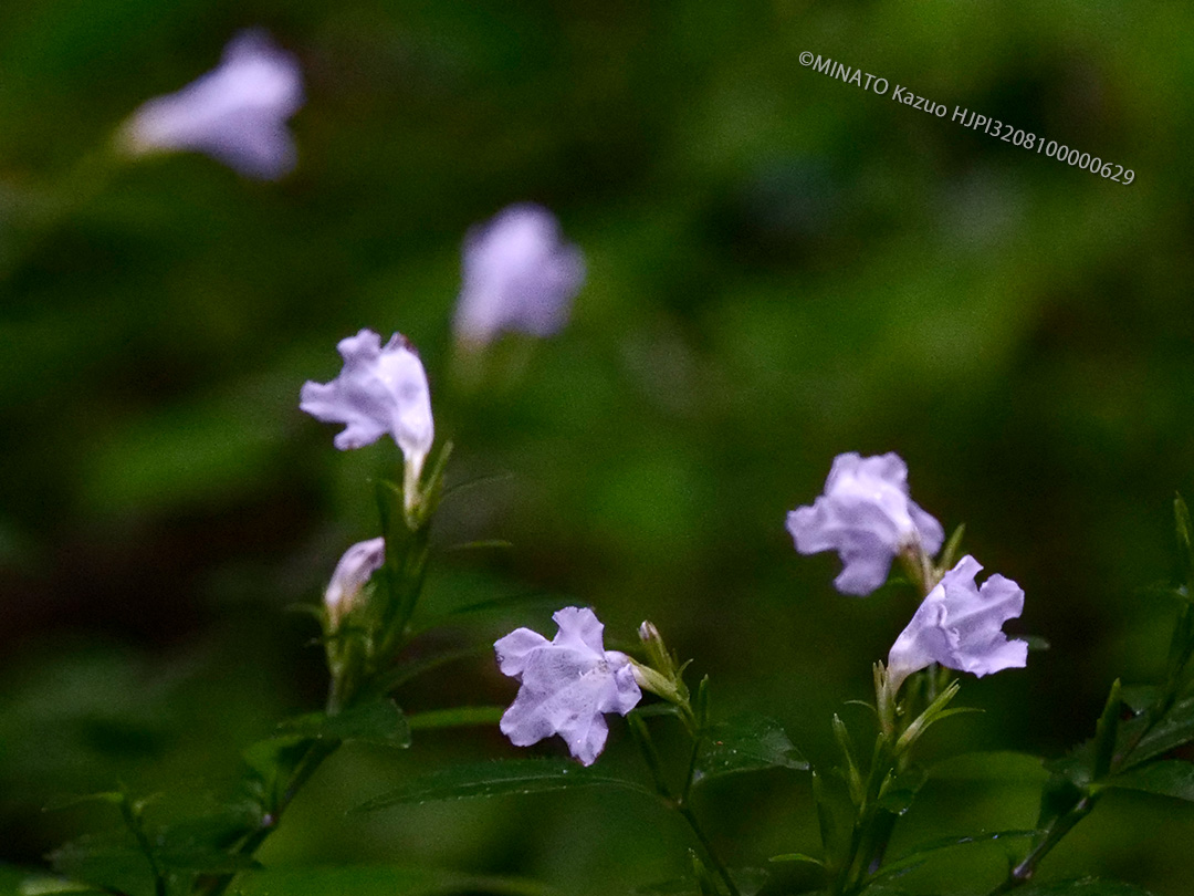 オキナワスズムシソウ