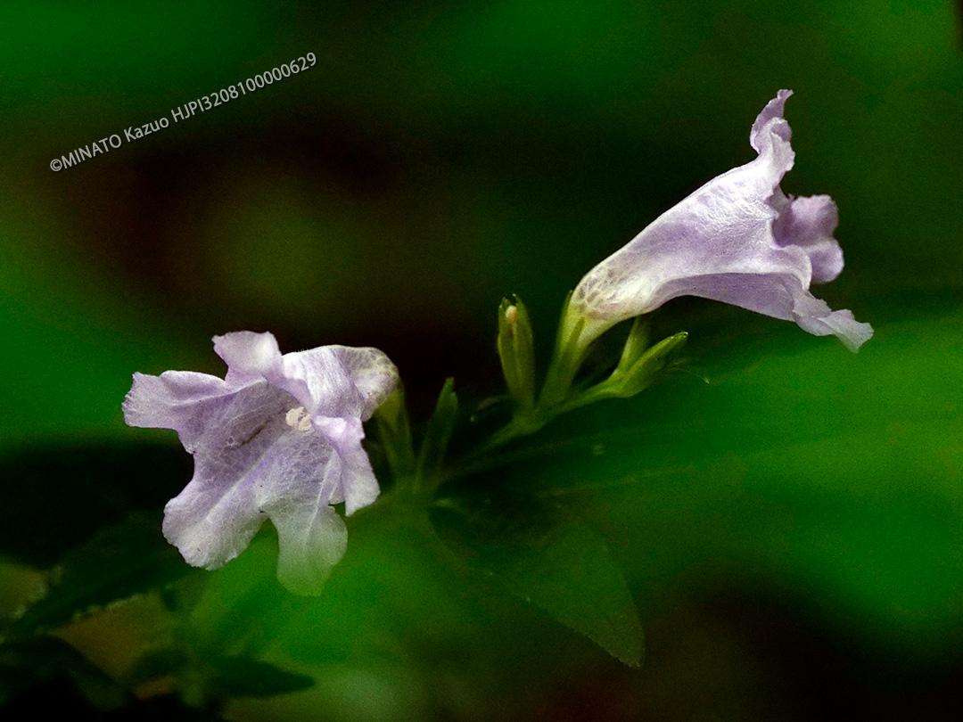 オキナワスズムシソウ