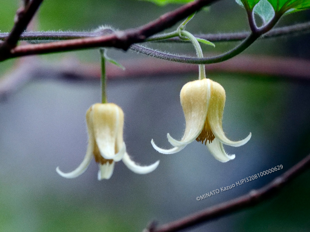 ビロードボタンヅル