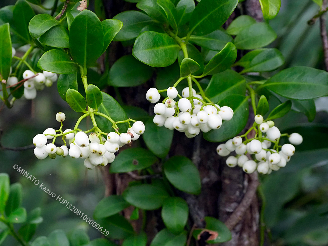 シラタマカズラ