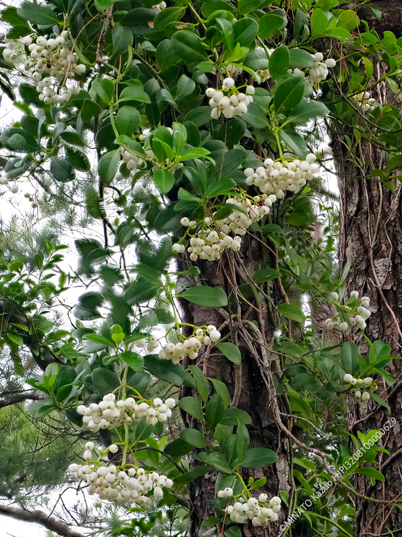 シラタマカズラ