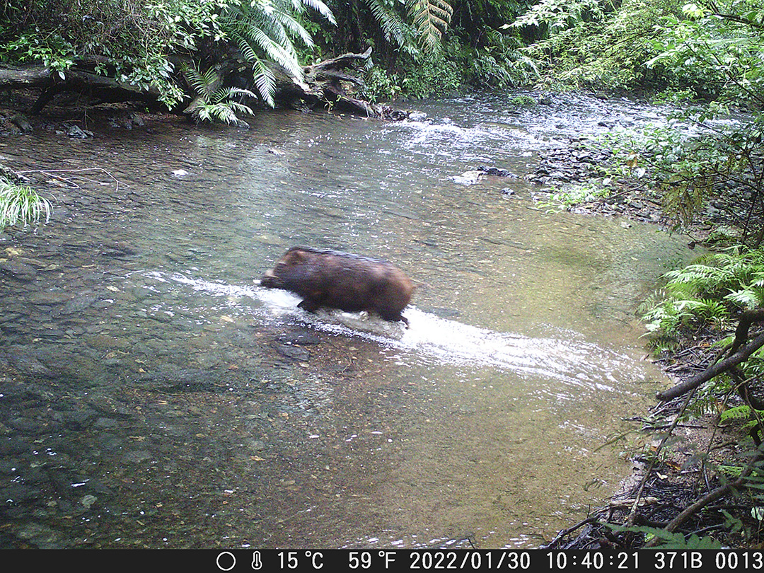 リュウキュウイノシシ