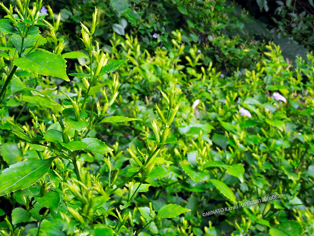 セイタカスズムシソウ