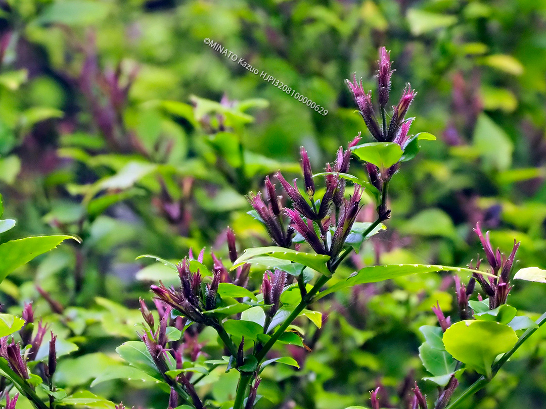 セイタカスズムシソウ