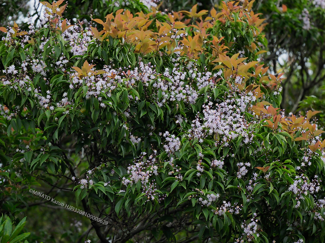 アオバナハイノキ