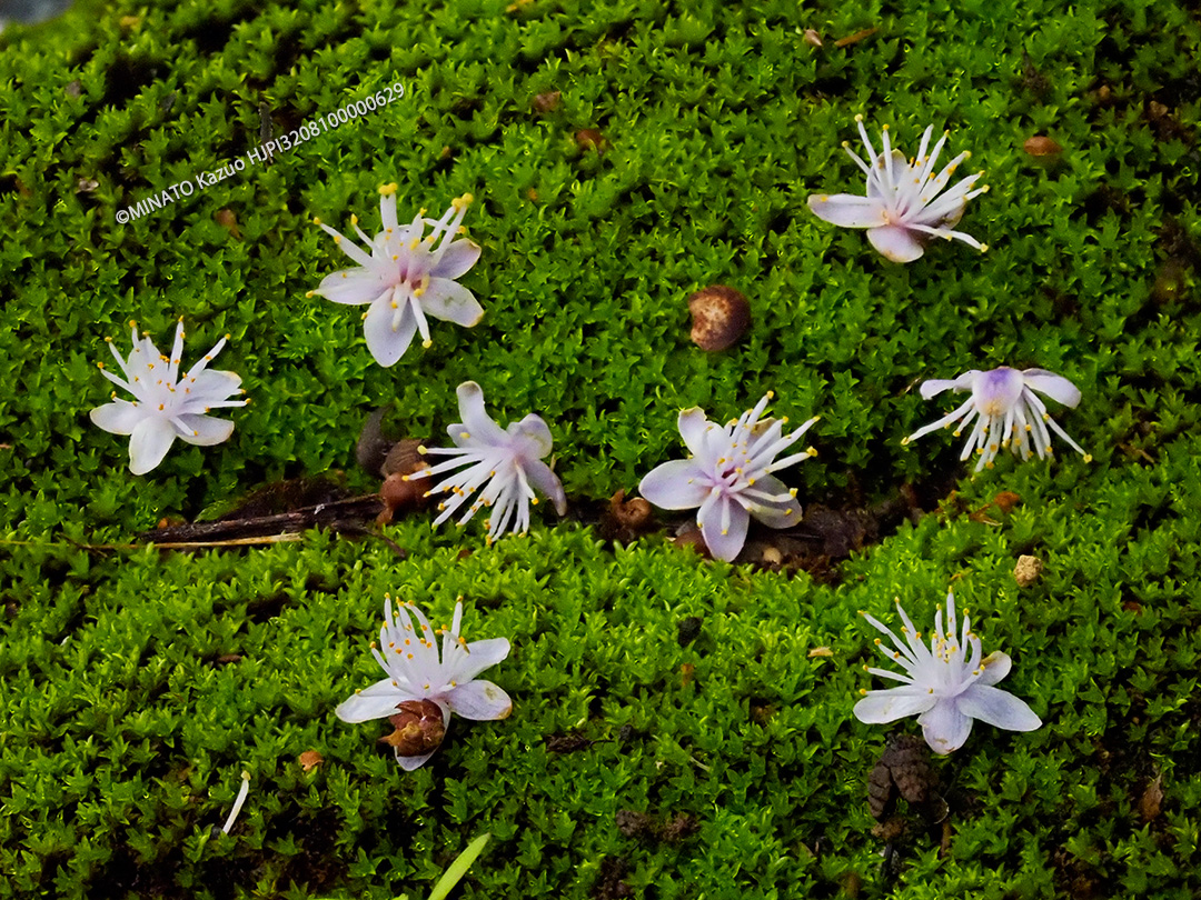 アオバナハイノキ