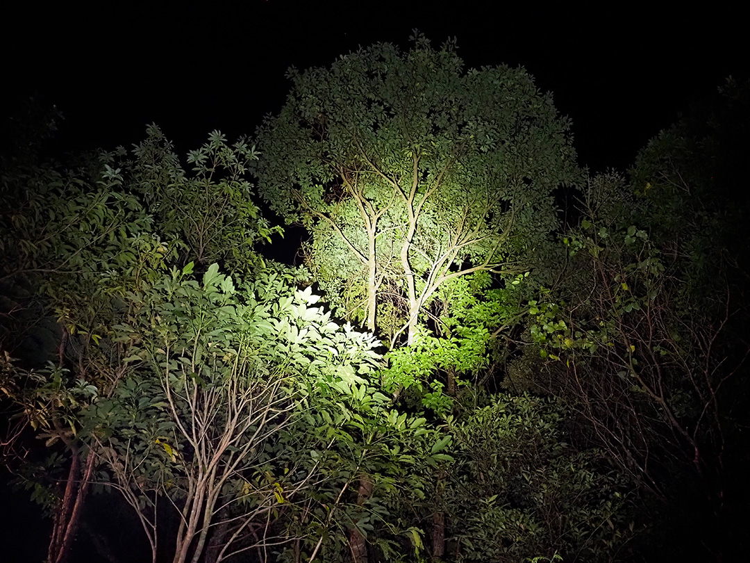 ケナガネズミ目撃